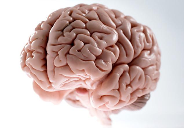 Cerebro Humano